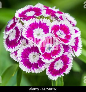 A macro shot of a sweet william bloom. Stock Photo