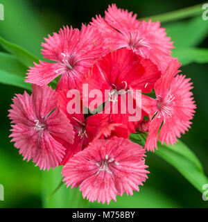 A macro shot of a sweet william bloom. Stock Photo