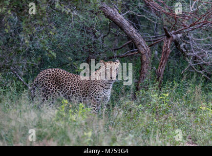 Alert female Leopard standing in long grass in early morning in Kruger NP, South Africa Stock Photo