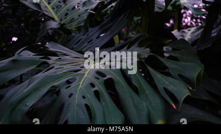 wild snake plant Sansevieria Laurentii – Hey Rooted main image 1