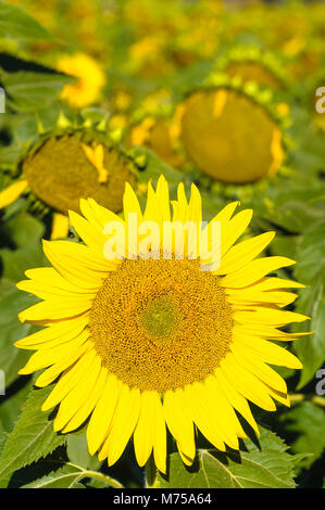 Sunflower field in the New England Tablelands of northern New South Wales in Australia. Stock Photo