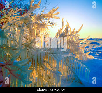 Ice-covered trees along Lake Erie, Cedar Point National Wildlife Reguge, Lake Erie, Ohio, Ice-encrusted branches from lake waves Stock Photo