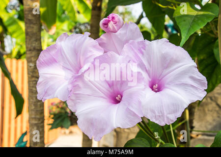 Morning Glory Tree or Ipomoea carnea beautiful white and pink flowers bright Stock Photo