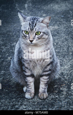 american shorthair cat sitting on the old cement floor and  waiting for food from the owner in the winter season. cool tone picture with noise and gra Stock Photo