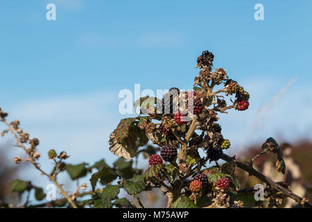 Blackberries growing on bramble in late autumn Stock Photo