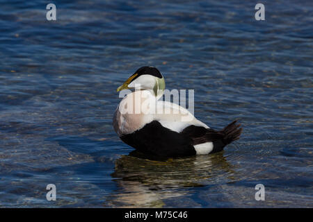natural male eider duck (somateria mollissima) standing in shallow water Stock Photo