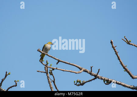 Bird :Portrait of a Female Golden Oriole Perched on a Tree Branch Stock Photo