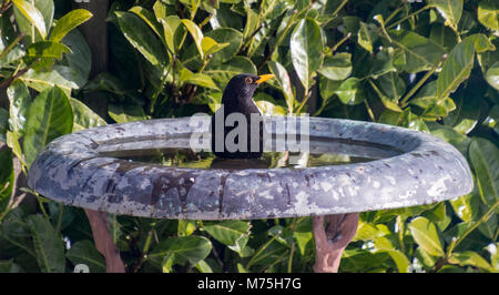 UK Blackbird bird in the bird bath of a garden in Yorkshire spring 2018 Stock Photo