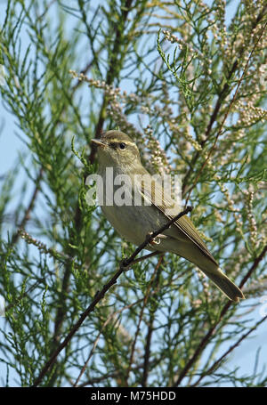 Arctic Warbler (Phylloscopus borealis) adult perched on twig  Hebei, China       May Stock Photo