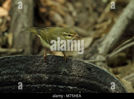 Arctic Warbler (Phylloscopus borealis) adult perched on water but  Hebei, China       May Stock Photo