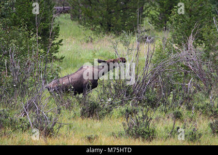 Cow Moose feeding on the leaves of a young tree. Stock Photo