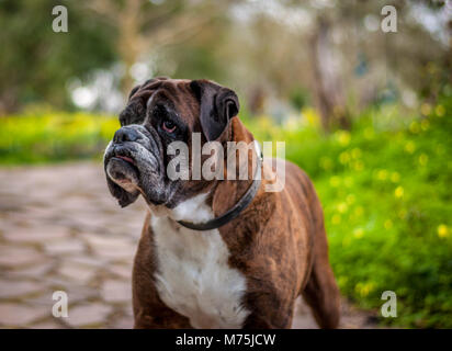 closeup of german boxer dog Stock Photo