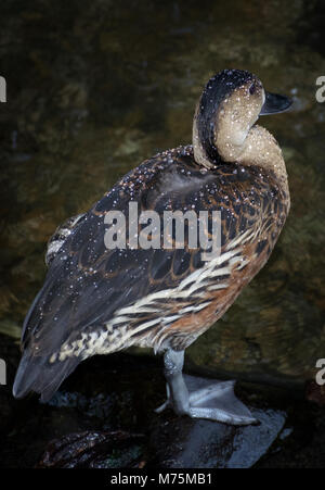 A lone wandering whistling duck (Dendrocygna arcuata) with water on its back feathers Stock Photo