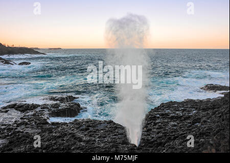 Blowhole creating a waterspout at the 'Little blowhole', Kiama, NSW, Australia. White spray, black rocky coastline, aquamarine sea and sunset glow Stock Photo