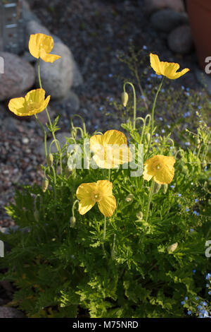 Welsh Poppy, Engelsk vallmo (Meconopsis cambrica) Stock Photo