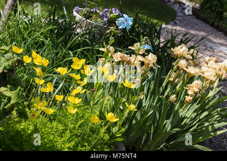 Welsh Poppy, Engelsk vallmo (Meconopsis cambrica) Stock Photo