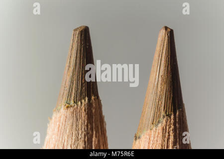 Macro photography of two brown pencils. Different shades of brown. Mechanical sharpening of pencils. Photo for the site about art, hobbies,education. Stock Photo