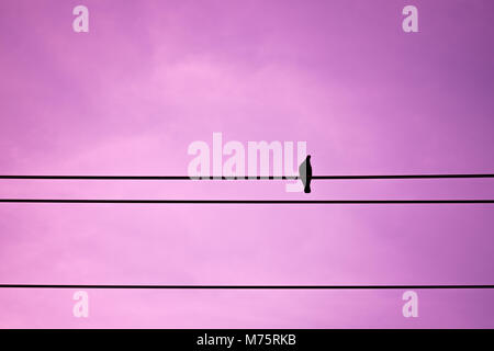 Silhouette pigeon are resting on electric wire alone and lonely in colorful purple sky Stock Photo