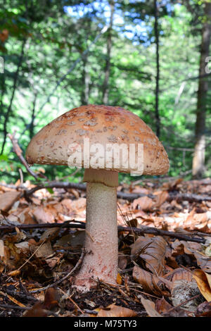 One single specimen of Amanita rubescens or Blusher mushroom in mixed mountain forest, delicious edible mushroom after thermal processing, but toxic i