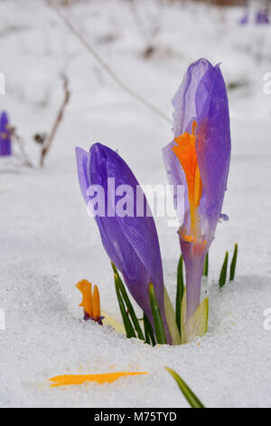 Burgeons of early spring Crocus vernus or Saffron flower with damaged petals, growing through melting snow, close up view Stock Photo