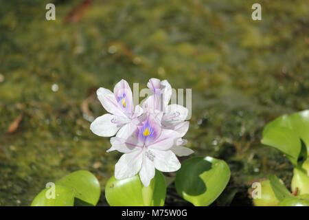 Pond Flowers: Water Hyacinth Stock Photo