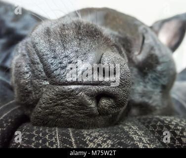 close up of the nose of a black staffordshire bull terrier dog sleeping on a bed of black, grey and silver material. Stock Photo