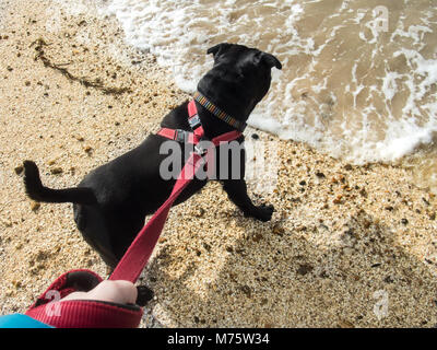 Black staffordshire bull terrier dog wearing a red harness and leash on a beach at the water's edge seen from above. He is looking at the water Stock Photo