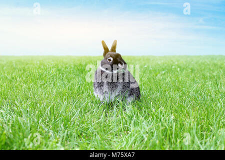 Little black rabbit on green grass  and sky background. Netherland Dwarf Rabbit. Stock Photo