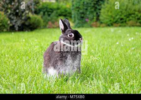 Little black rabbit on green grass background. Netherland Dwarf Rabbit. Stock Photo