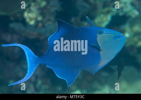 Red-toothed triggerfish ( Odonus niger ) swimming over coral reef of Bali, Indonesia Stock Photo