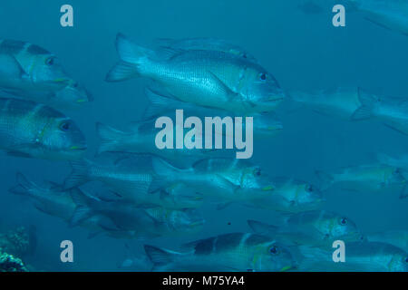 School of Humpnose big-eye bream (Monotaxis grandoculis) swimming over coral reef of Bali, Indonesia Stock Photo