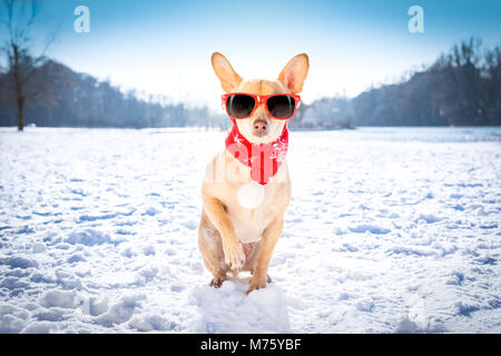 cool funny freezing icy dog in snow with sunglasses and scarf, sitting and waiting to go for a walk with owner Stock Photo