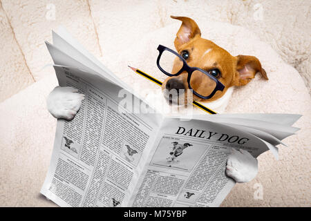 cool funny jack russell  dog reading a newspaper magazine wearing reading glasses, with pencil in mouth Stock Photo