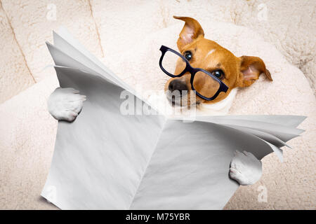 cool funny jack russell  dog reading a blank empty  newspaper or magazine wearing reading glasses Stock Photo