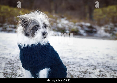 cool funny freezing icy dog in snow with pullover or sweater , sitting and waiting to go for a walk with owner Stock Photo