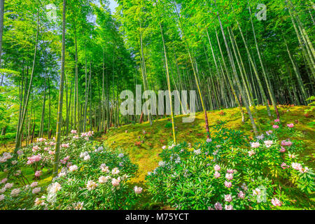 Flowered Japanese garden near bamboo forest of Tenryu-ji Zen Temple in Arashiyama District, Kyoto, Japan. Spring season. The garden is called the hundred flowers or Hyakka'en. Stock Photo