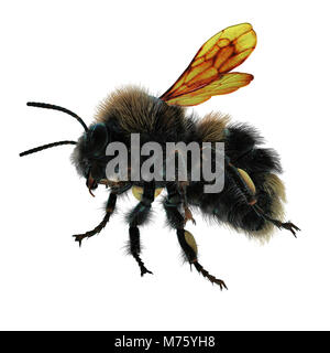 The Bumblebee or Bumble Bee Bombus terrestris isolated on white background. 3D illustration Stock Photo