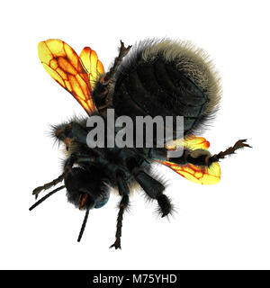 The Bumblebee or Bumble Bee Bombus terrestris isolated on white background. 3D illustration Stock Photo