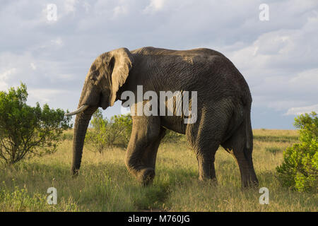 African Elephant walking in savanna in South Africa Stock Photo