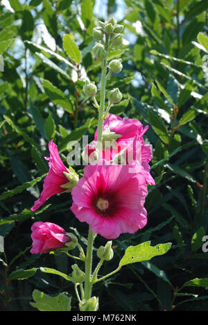 Garden hollyhock lcea Althea rosea Stock Photo