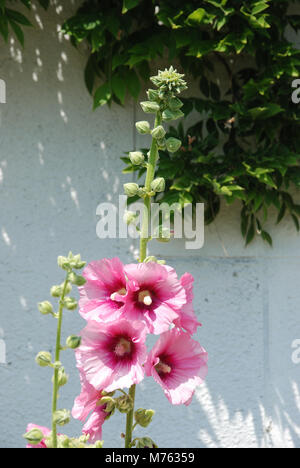Garden hollyhock lcea Althea rosea Stock Photo