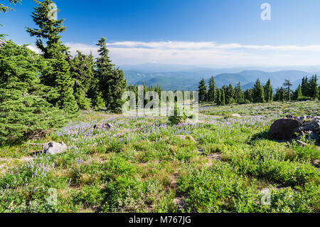 Wildflower meadow with Mt Jefferson in the background as viewed from Mt Hood Stock Photo