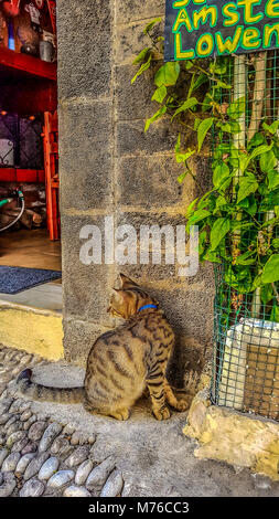 A beautiful spotted and striped tabby cat similar to a bengal cat sits outside a cafe in Old Town Rhodes Greece Stock Photo