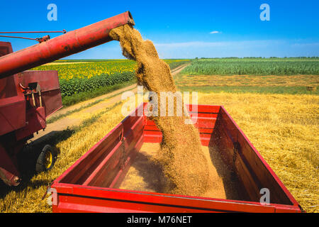 View of a red combine harvester unloading wheat grain into a red tractor trailer, beautiful countryside background with corn and sunflower fields Stock Photo