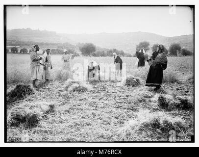 Ruth series. Threshing floor, winnowing, etc LOC matpc.10178 Stock Photo