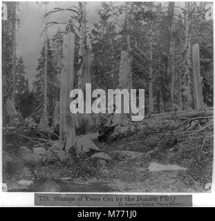 INFINITE PHOTOGRAPHS 1866 Photo Stumps of Trees Cut by The Donner Party in Summit Valley Placer County