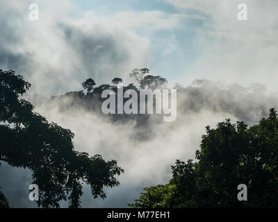 Rainforest deep in the jungle of Cameroon, Africa Stock Photo