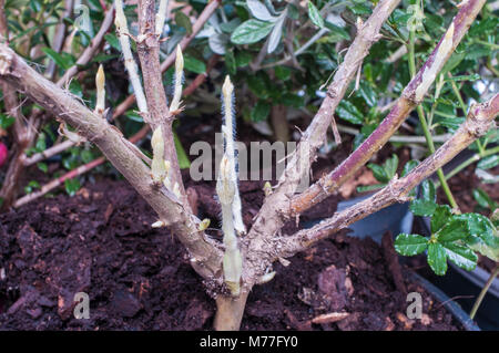 Picture showing new shoots on honeysuckle plant. Stock Photo