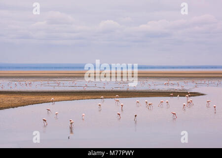 Flamingos on Lake Manyara in Lake Manyara National Park, Tanzania, East Africa, Africa Stock Photo