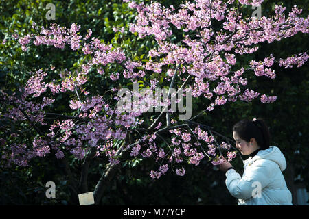 Wuhan, China's Hubei Province. 9th Mar, 2018. A tourist smells cherry blossoms in the Donghu Scenic Area in Wuhan, central China's Hubei Province, March 9, 2018. Credit: Xiong Qi/Xinhua/Alamy Live News Stock Photo